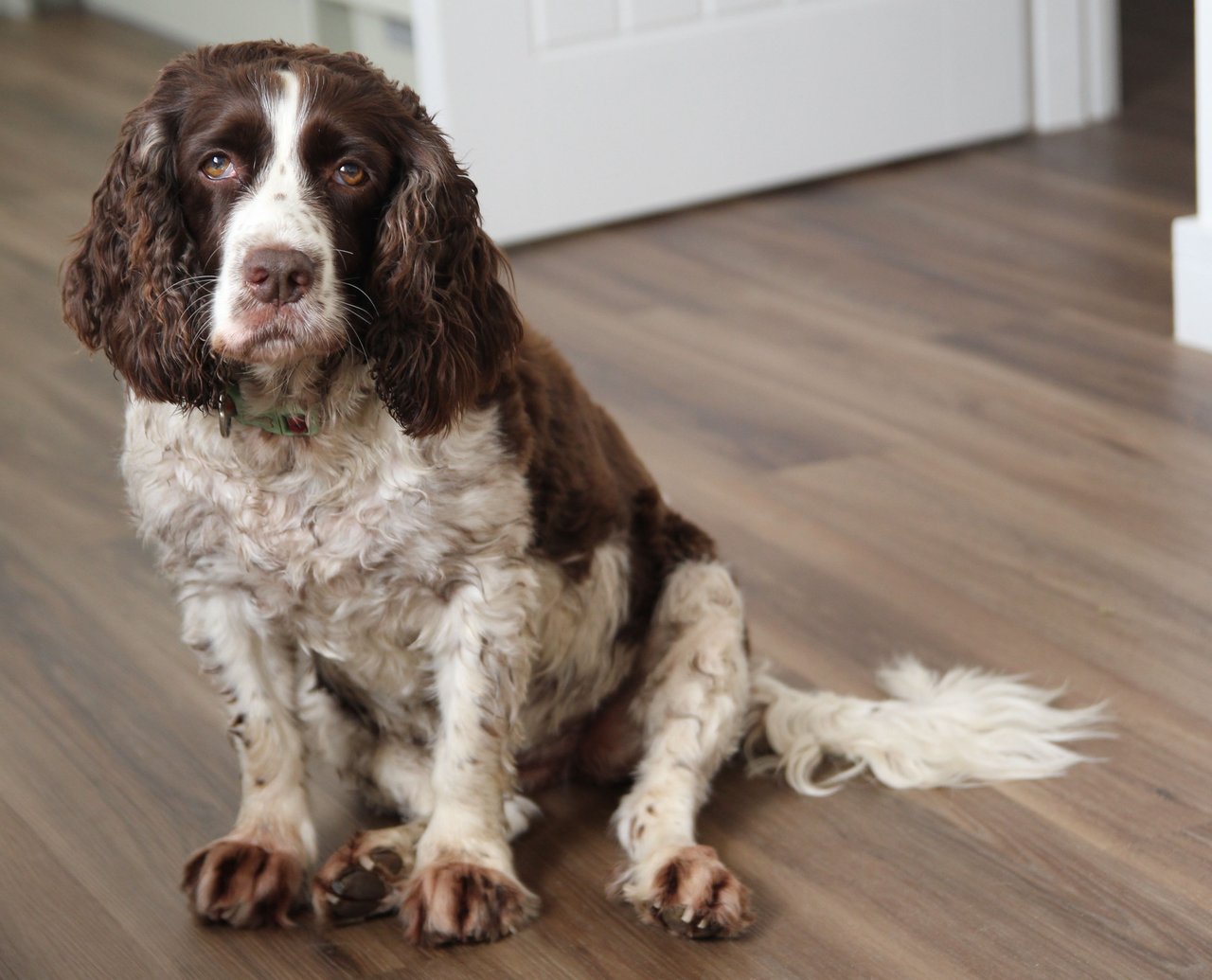 Adorable English Springer Spaniel sitting on a wooden floor indoors.