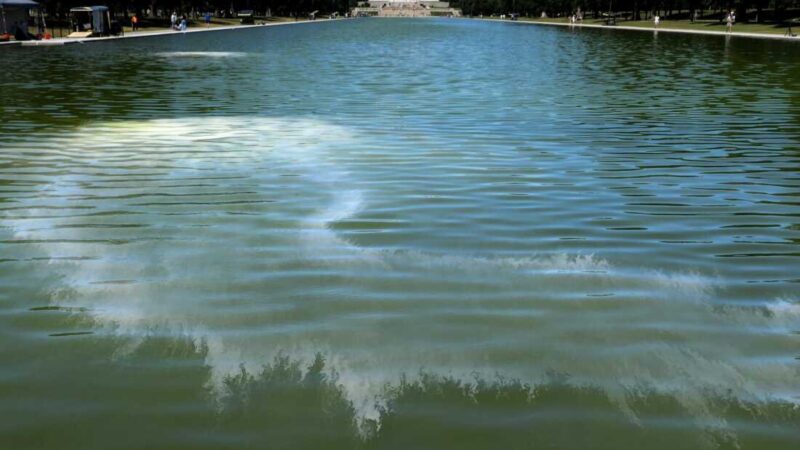 Algae Blooms Turn Lincoln Memorial Reflecting Pool Green After Renovation