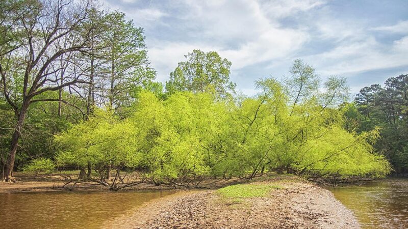 Unearthing Wayne County’s Hidden Natural Gems: Did You Know?