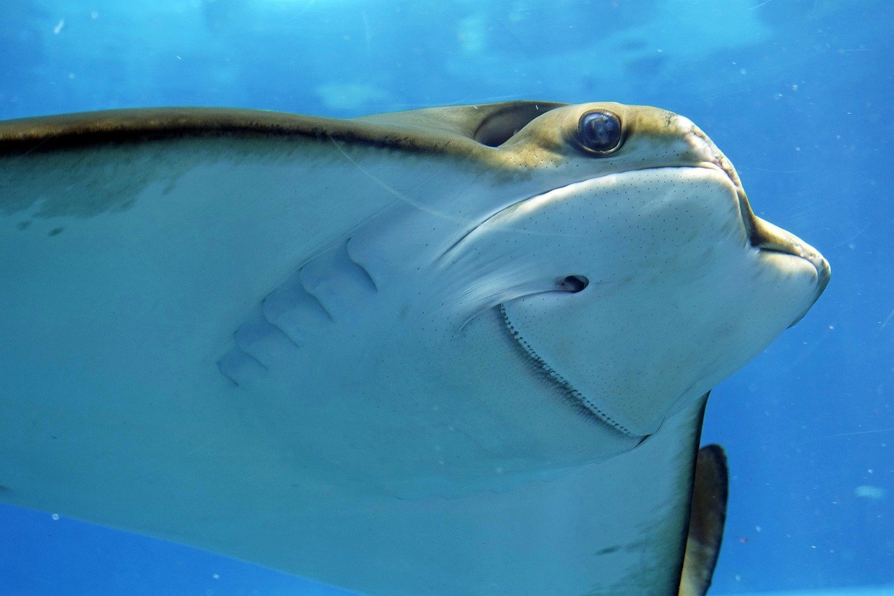 stingray, smelled, underwater, underwater world, sea creatures, aquarium, under water, animal, sea animal, creature, nature, stingray, stingray, stingray, stingray, stingray, underwater, underwater, sea creatures, aquarium, aquarium, under water