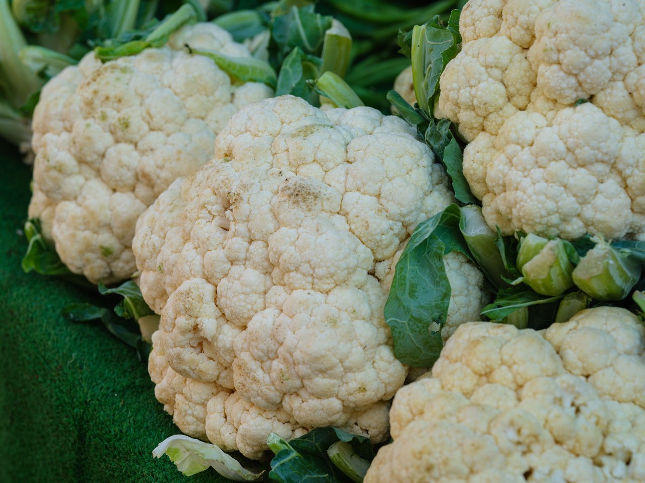 Close-up of fresh cauliflowers with green leaves, showcasing farm freshness and vitality.