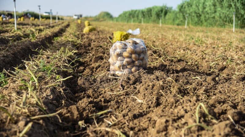 Supermarket Shortages Loom: Key Foods at Risk Due to Drought Impact in 2026