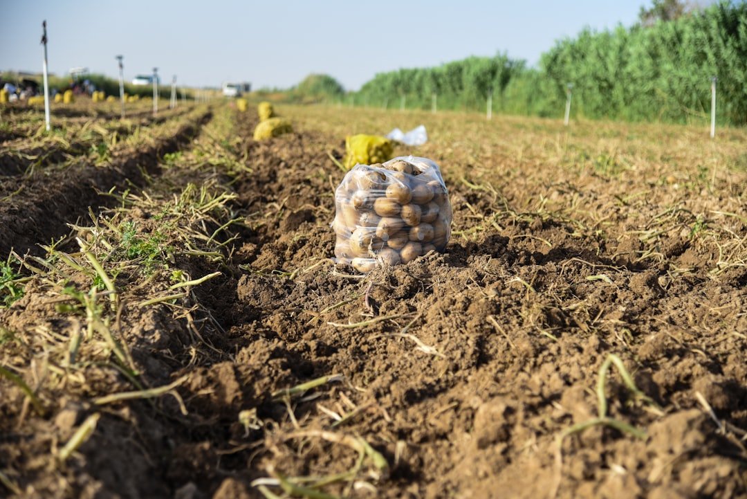 Supermarket Shortages Loom: Key Foods at Risk Due to Drought Impact in 2026