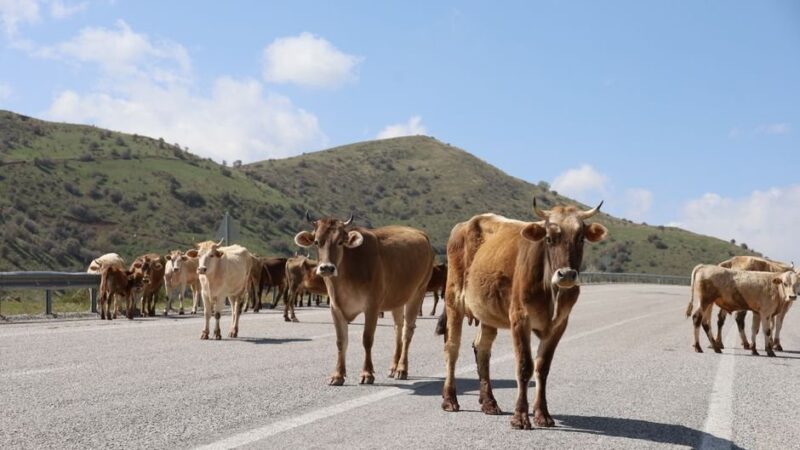 US Resumes Mexican Cattle Imports in August Amid High Beef Prices
