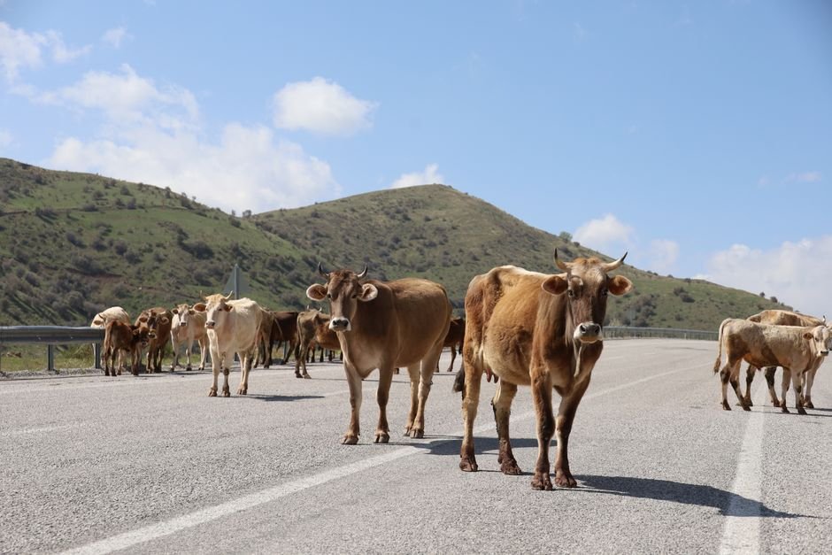US Resumes Mexican Cattle Imports in August Amid High Beef Prices