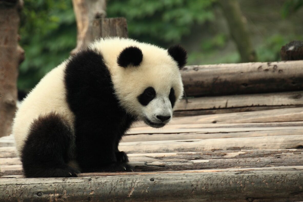 7 Surprising Facts About the New Giant Pandas at Zoo Atlanta