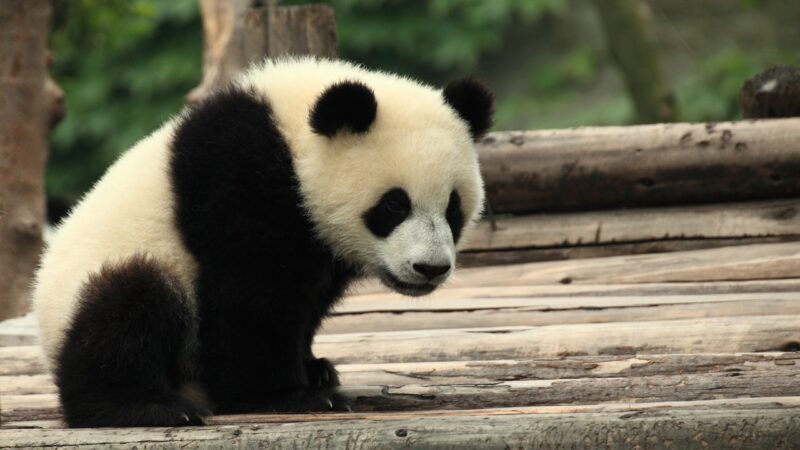 7 Surprising Facts About the New Giant Pandas at Zoo Atlanta