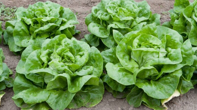 FDA Identifies Potential Source of Summer Cyclosporiasis Outbreak Linked to Lettuce