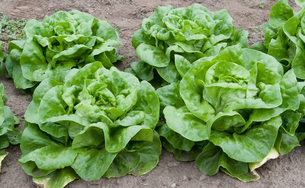 FDA Identifies Potential Source of Summer Cyclosporiasis Outbreak Linked to Lettuce