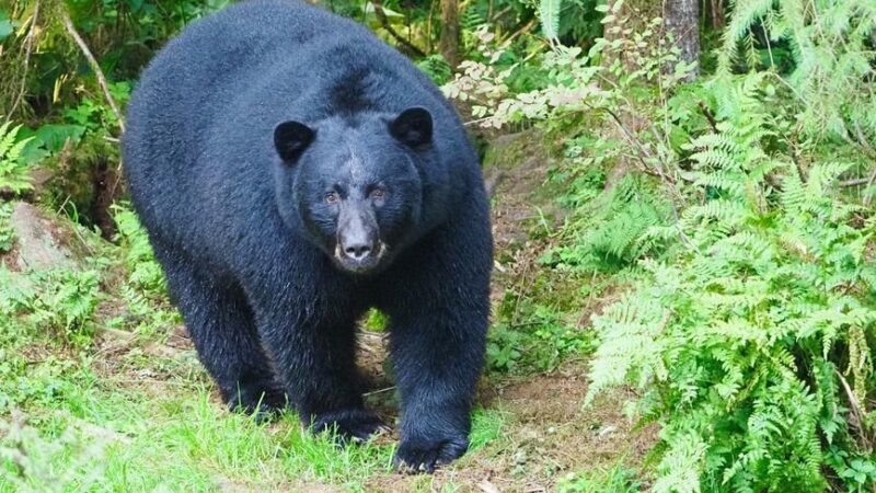 NC State Study Reveals Genetic Risks in Coastal Black Bear Population
