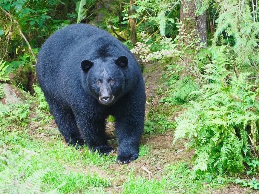 NC State Study Reveals Genetic Risks in Coastal Black Bear Population