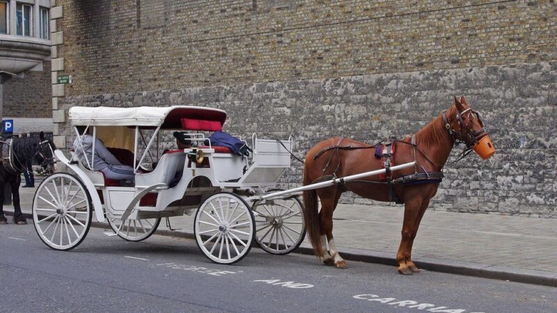 New York City to Ban Horse-Drawn Carriages by June 2028 Following Tourist Death